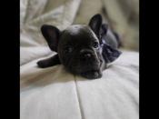 French bulldog