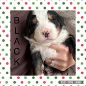 Bernese Mountain Dog