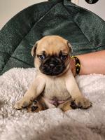 Pug