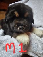 Tibetan Mastiff/Great Pyrenees