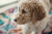 Standard Poodle