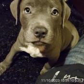 American Staffordshire / Dogo Argintino