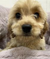 Cockapoo
