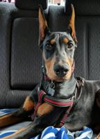 Doberman