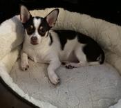 Chihuahua