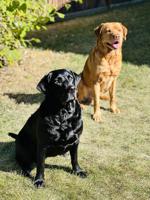 Labrador