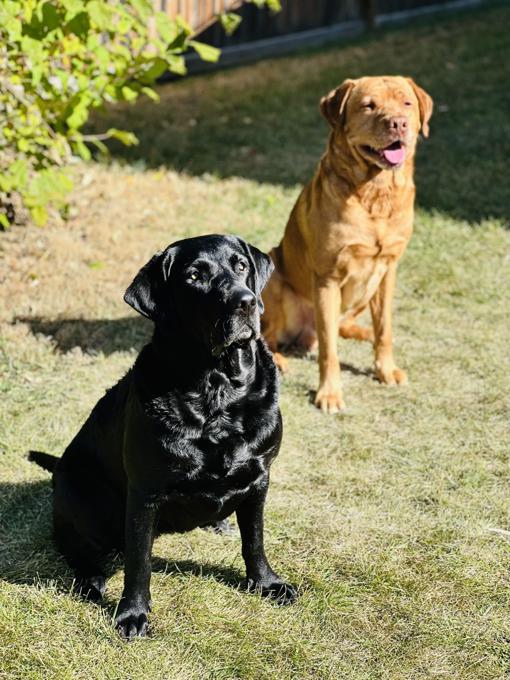 Labrador