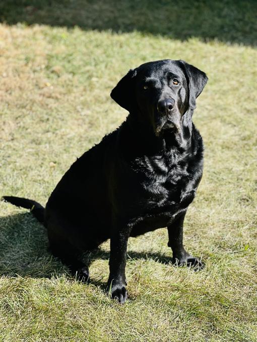 Labrador