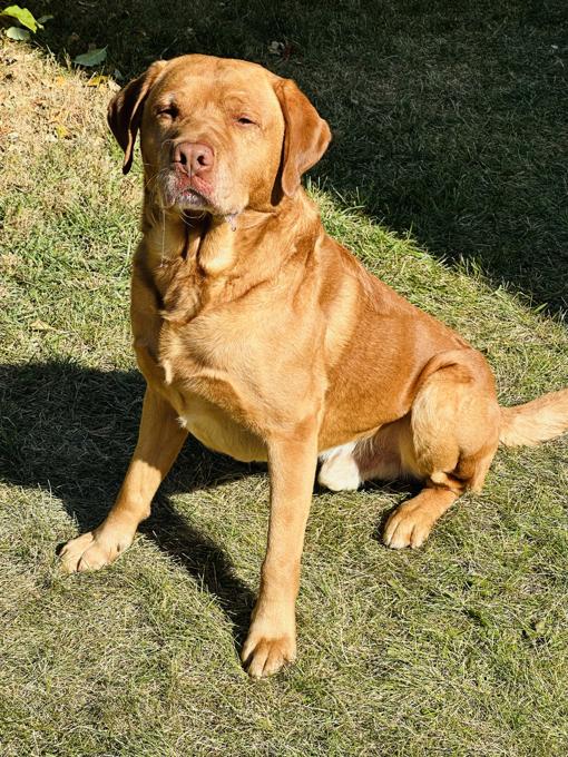 Labrador