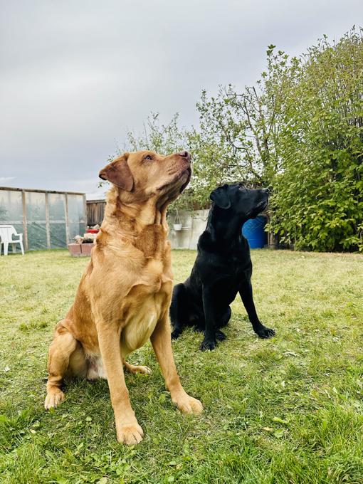 Labrador
