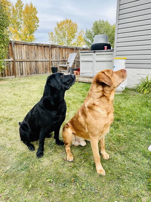 Labrador