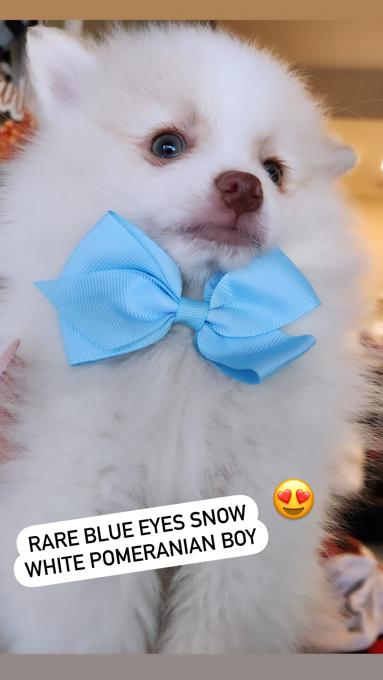 Pomeranian