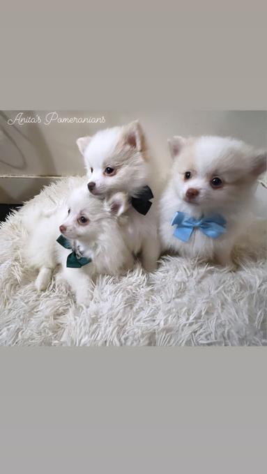 Pomeranian