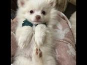 Pomeranian