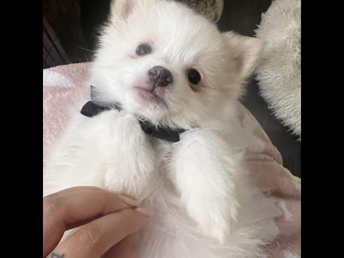 Pomeranian