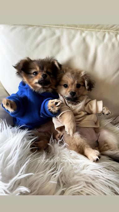 Pomeranian