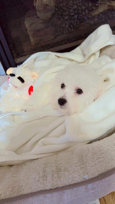 Bichon fries