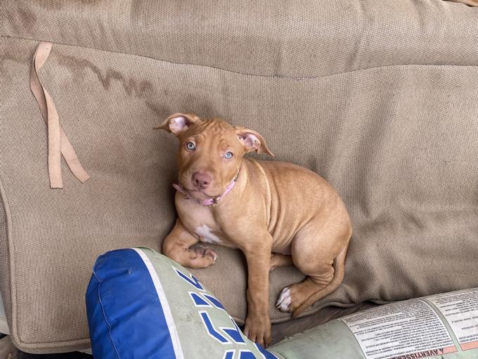 American bully xl