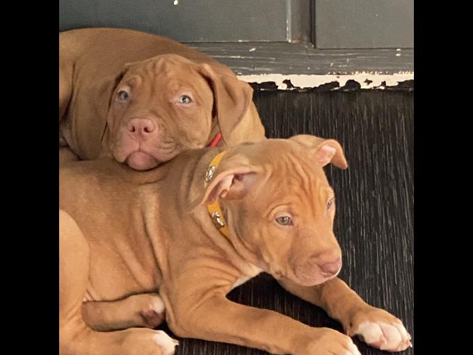 American bully xl