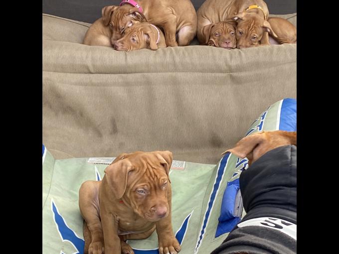 American bully xl