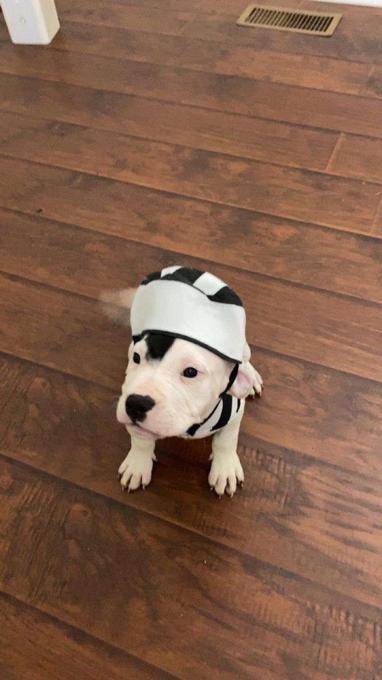 Staffy