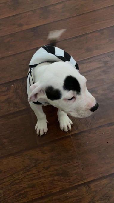 Staffy