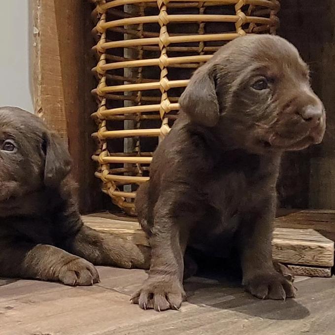 Labrador Retriever