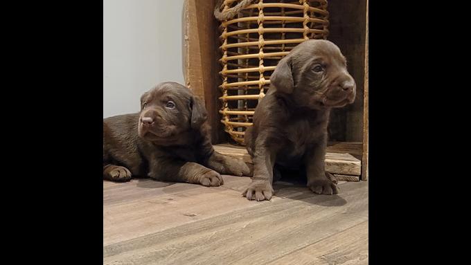 Labrador Retriever
