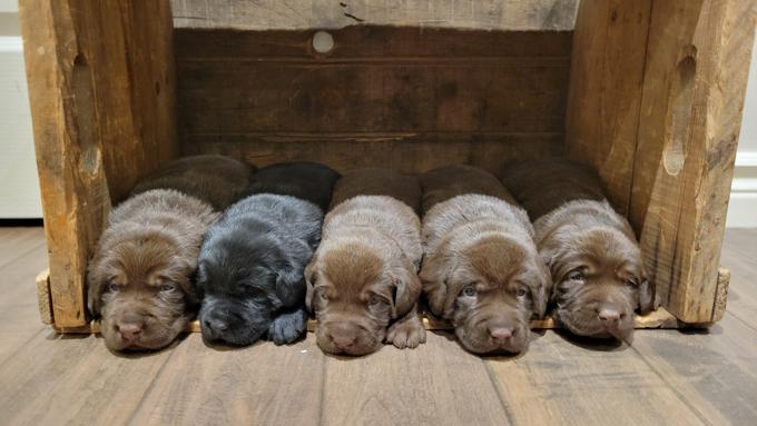 Labrador Retriever