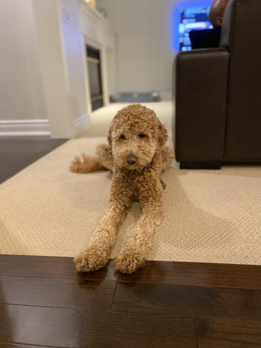 Goldendoodle