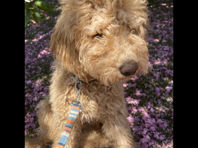 Goldendoodle