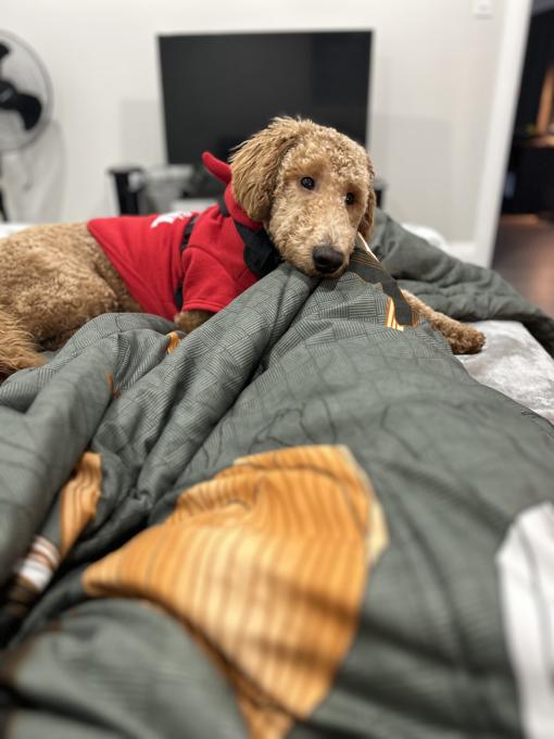 Golden doodle