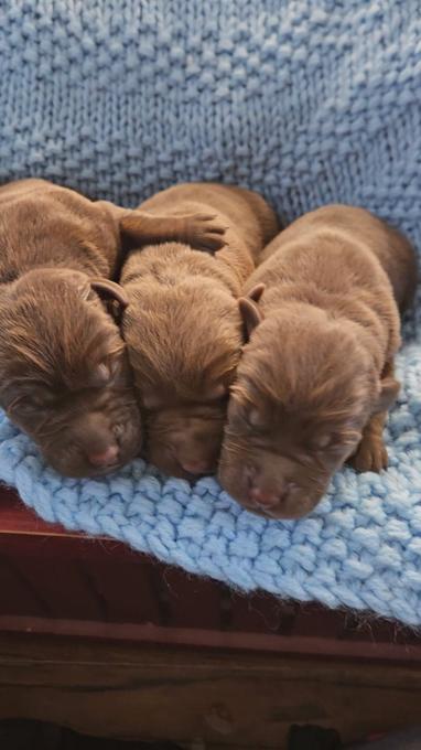 Chocolate lab