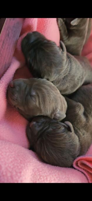 Chocolate lab