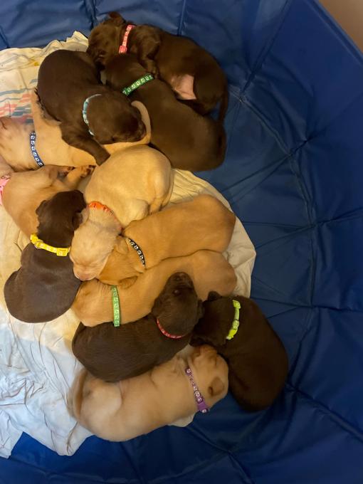 Labrador Retriever