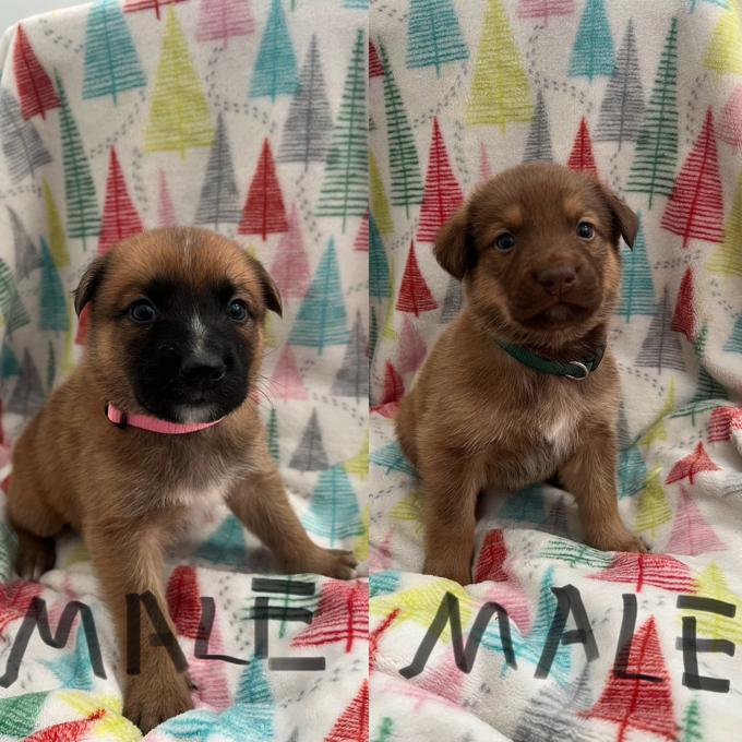 German Shepherd Mix