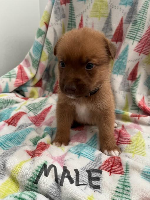 German Shepherd Mix