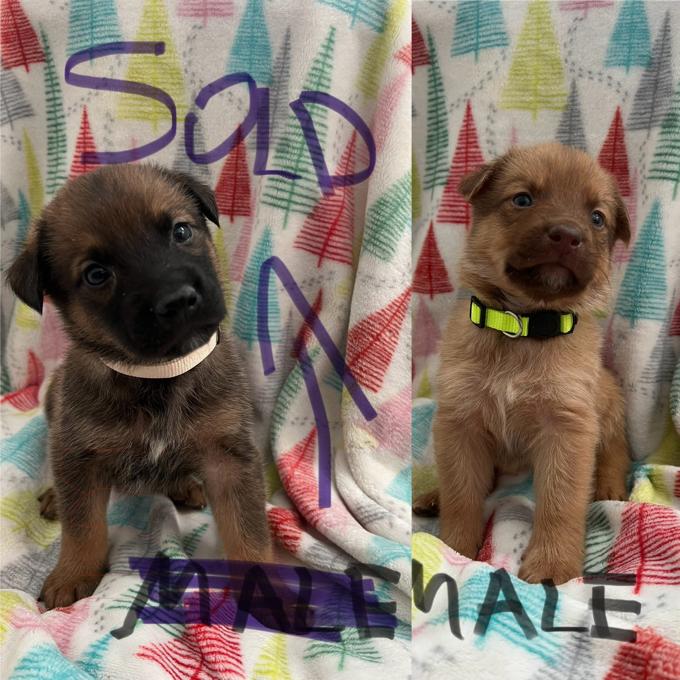 German Shepherd Mix