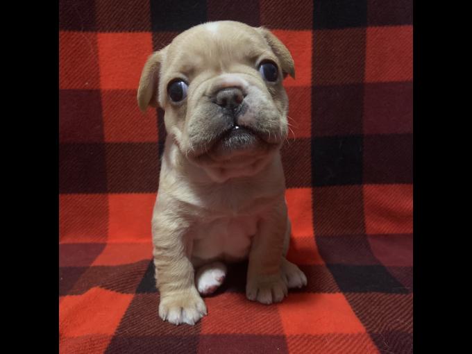 French bulldog