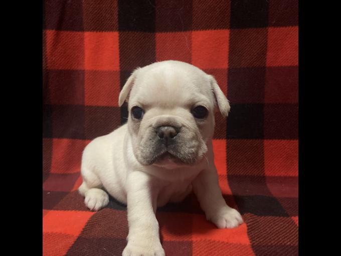 French bulldog