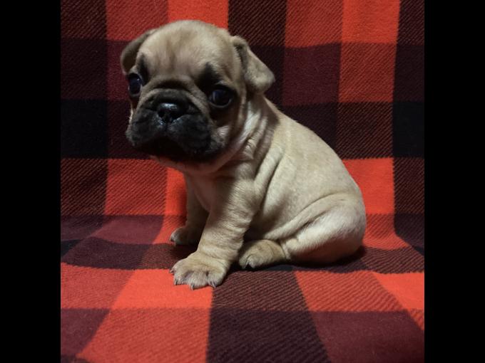 French bulldog