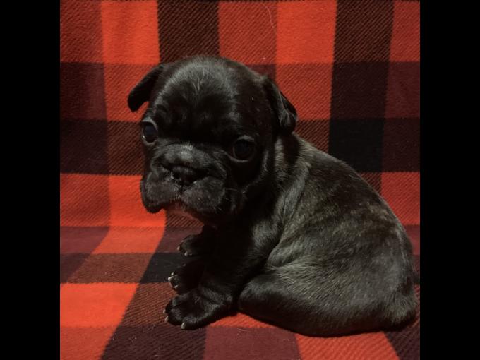 French bulldog
