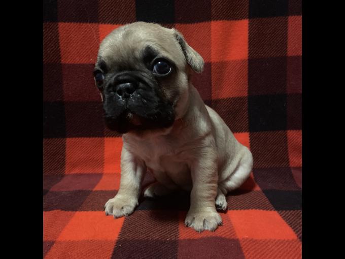 French bulldog