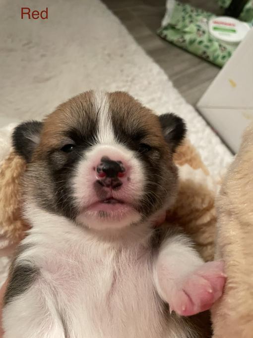 Pembroke Welsh Corgis