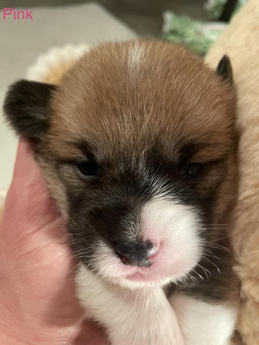 Pembroke Welsh Corgis