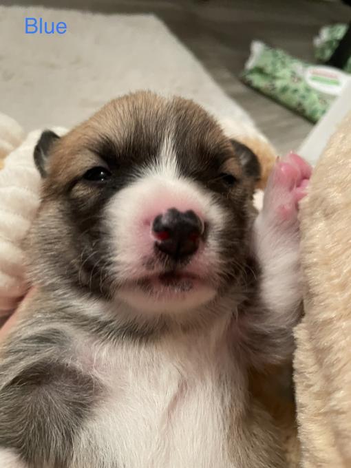 Pembroke Welsh Corgis