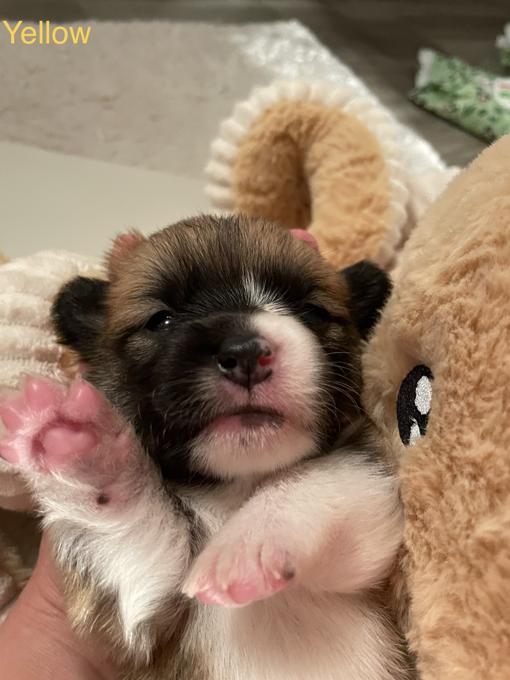 Pembroke Welsh Corgis
