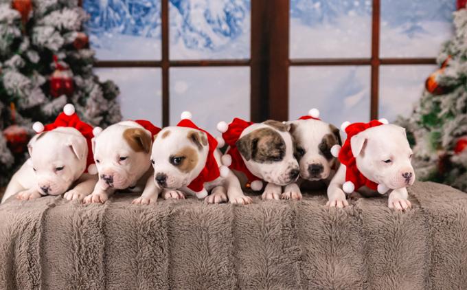 American Bulldog