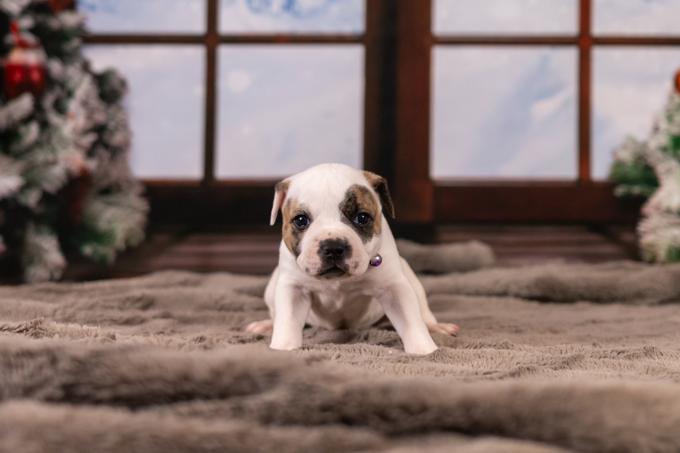 American Bulldog