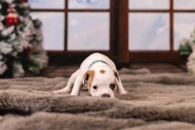 American Bulldog